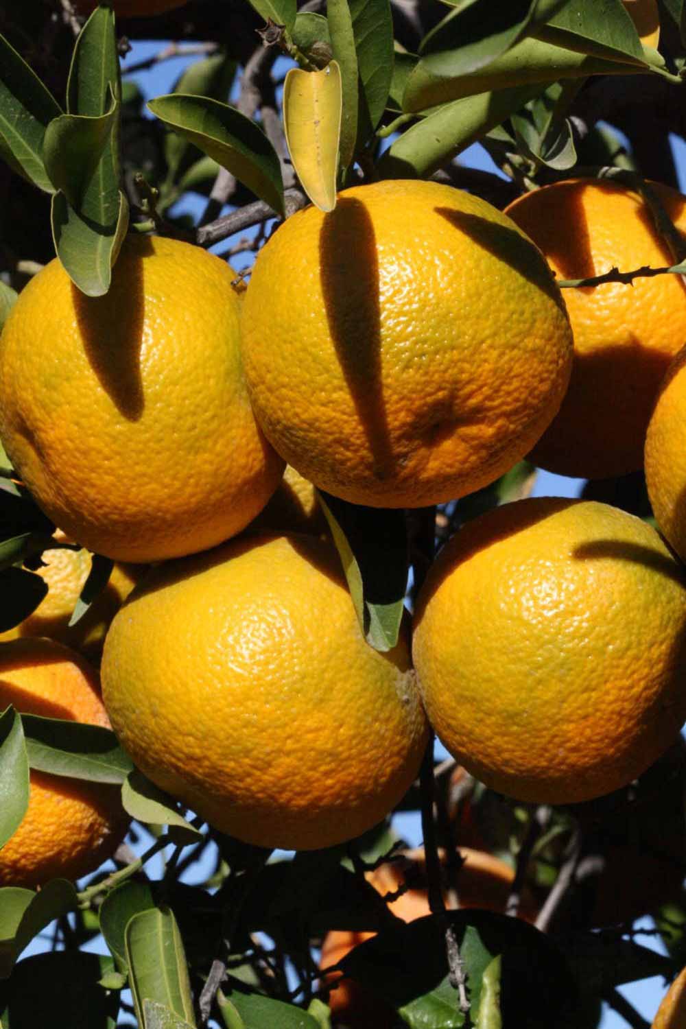            Fruit (Riverside, CA)   